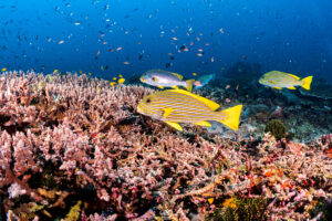 นักประดาน้ำ 004